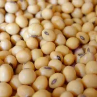 Soybeans Seeds 6-8mm