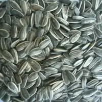 Sunflower Seeds