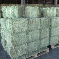 Alfafa Hay For Animal Feeding