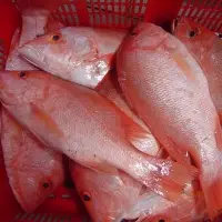 Red Snapper Fish