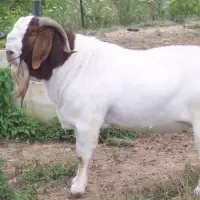 Boer Goats
