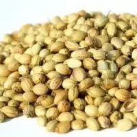 Coriander Seeds