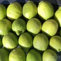 Fresh Lemon Fruits