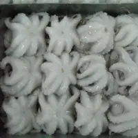 Baby Frozen Octopus