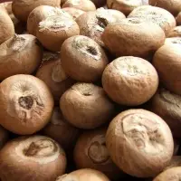 Betel Nuts