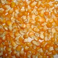 Yellow Corn