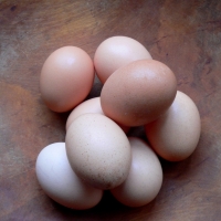 Hatching Chicken Eggs