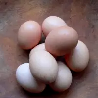 Hatching Chicken Eggs