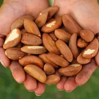 Brazil Nuts