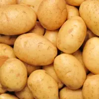 Fresh Holland Potato