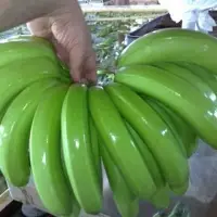 Fresh Cavendish Banana