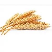 Wheat Flour