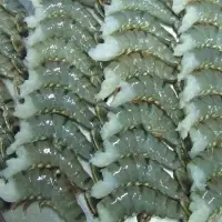 Vietnam Frozen Shrimp