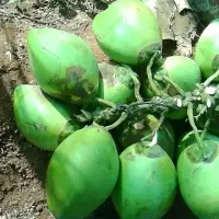 Tender Coconut