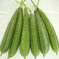 Organic Ridge Gourd