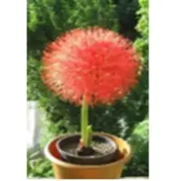 Haemanthus Multiflorus