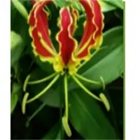 Gloriosa Rothschildiana