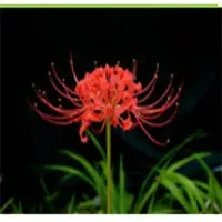Lycoris Radiata