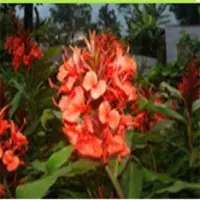 Hedychium Rubrum