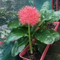 H.Multiflorus( Football Lily )
