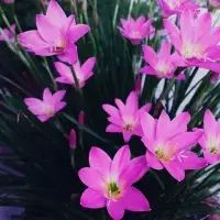 Zephyranthes Robusta