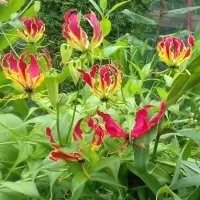 Gloriosa Rothschildiana