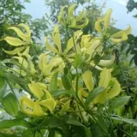 Gloriosa Lutea