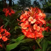 Hedychium Rubrum