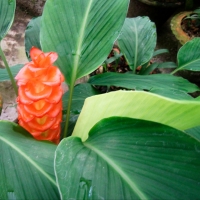 Curcuma Roscoceana