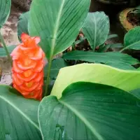 Curcuma Roscoceana