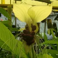 Tacca Niveum