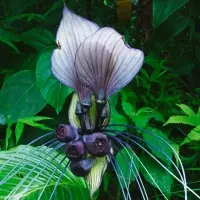 Tacca Intergifolia