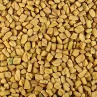 Fenugreek