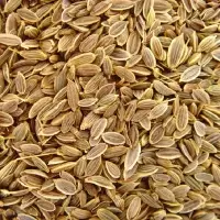 Dill Seeds