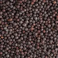 Black Mustard Seeds