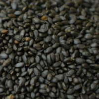 Basil Seeds