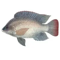 Fresh Fish