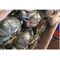 Fresh Crabs