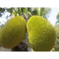 Fresh Jackfruit