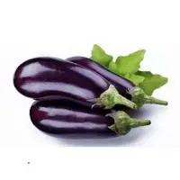 Fresh Eggplant Or Brinjal