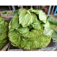 Betel Leaf
