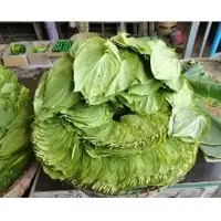 Betel Leaf