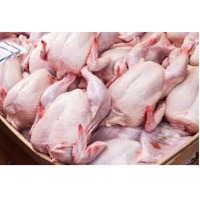 Fresh Chicken Meat