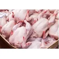 Fresh Chicken Meat
