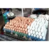 Fresh Chicken Eggs