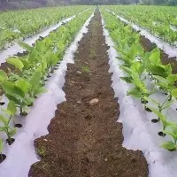 Agriplast Popular White and Black Mulch Film