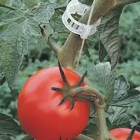 Tomato Clip White ( 23mm)