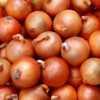 Fresh Onion