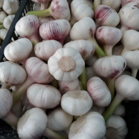 Fresh Garlic
