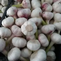 Fresh Garlic